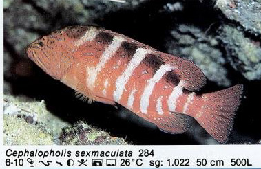 Cephalopholis sexmaculata